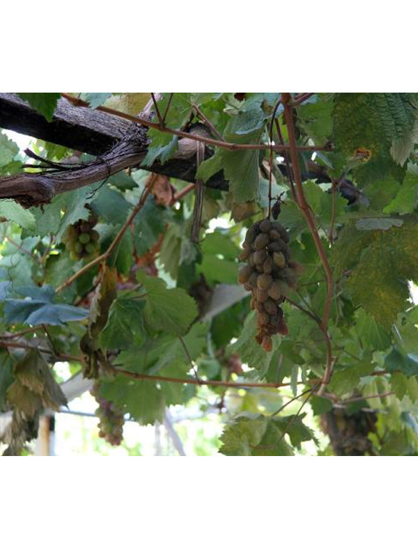 Kilosu 70 TL'den sunulan 300 yıllık tatlı: Kedi bacağı - Resim: 3