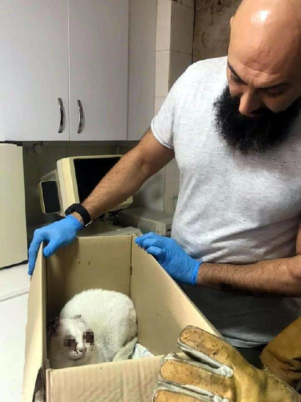 Vahşet devam ediyor! Kedinin gözlerini oydular kulaklarını kestiler - Resim: 3