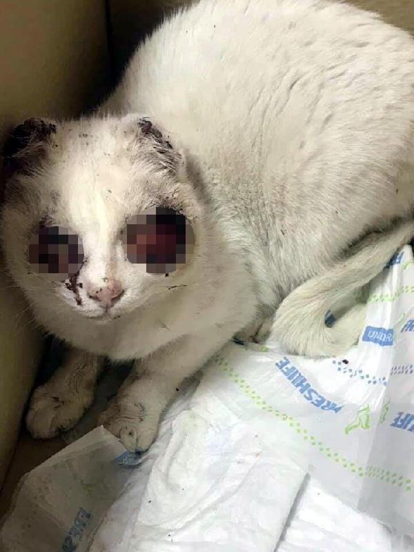 Vahşet devam ediyor! Kedinin gözlerini oydular kulaklarını kestiler - Resim: 4