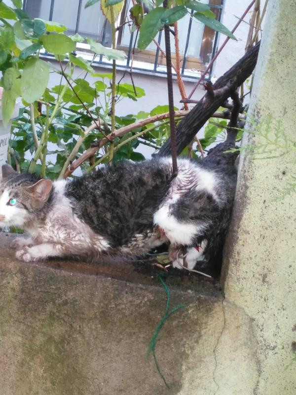 Bacağına demir çubuk saplanan kediyi böyle kurtardılar! - Resim: 2