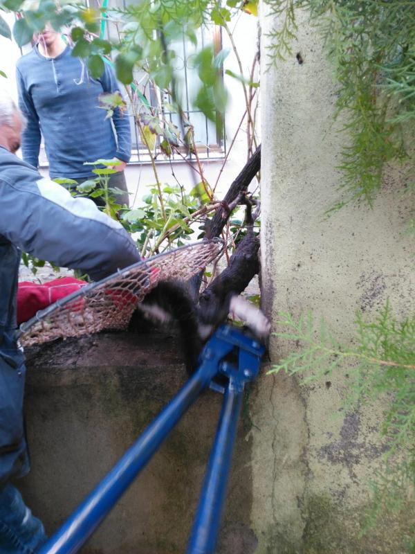 Bacağına demir çubuk saplanan kediyi böyle kurtardılar! - Resim: 3