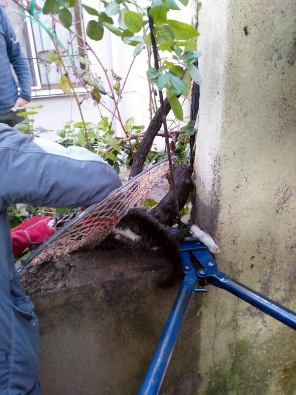 Bacağına demir çubuk saplanan kediyi böyle kurtardılar! - Resim: 4