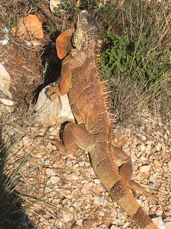 Görenler hayrete düştü! Yol kenarında 1 metre boyunda iguana bulundu - Resim: 4