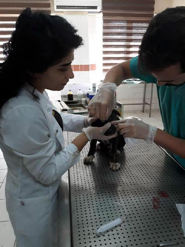 Diyarbakır'da vahşet; köpeği canlı canlı yaktılar - Resim: 2