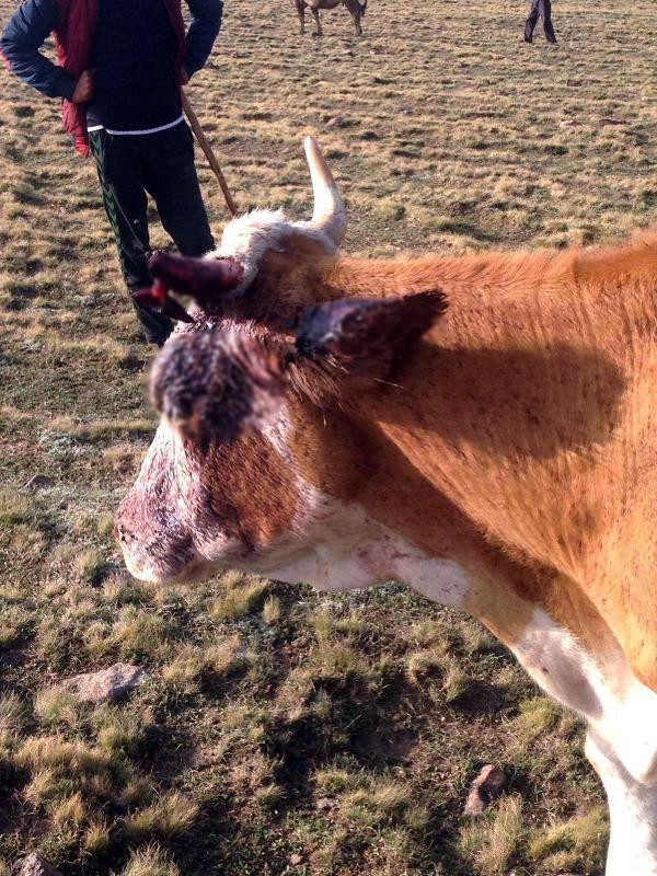 Korkunç olay: Küreklerle saldırdılar! - Resim: 3