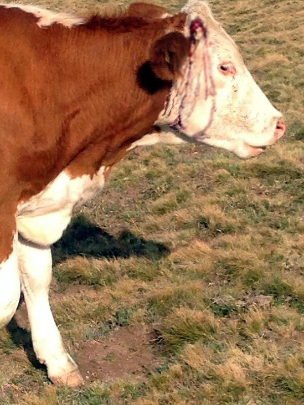 Korkunç olay: Küreklerle saldırdılar! - Resim: 4