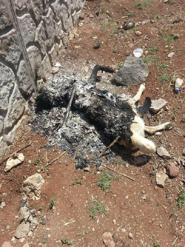 Köpeği yakan cani yakalandı ifadesi şok etti - Resim: 1