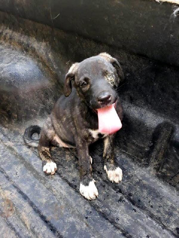 Köpeği yakan cani yakalandı ifadesi şok etti - Resim: 3