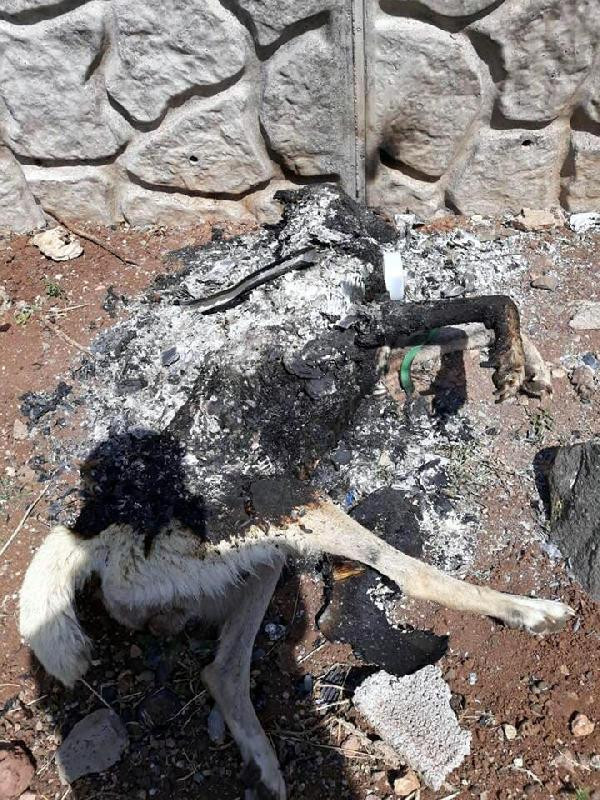 Köpeği yakan cani yakalandı ifadesi şok etti - Resim: 4