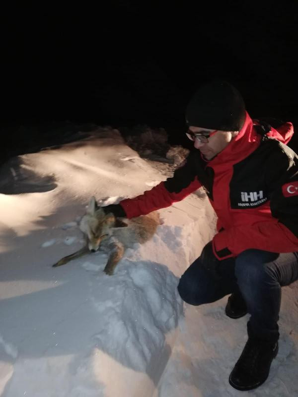 Göksun'da soğuk hava nedeniyle tilki dondu - Resim: 3