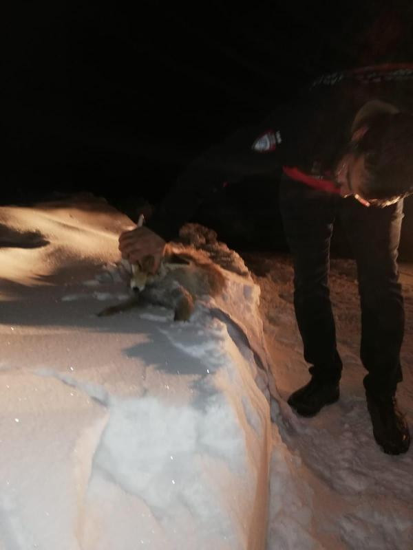 Göksun'da soğuk hava nedeniyle tilki dondu - Resim: 4