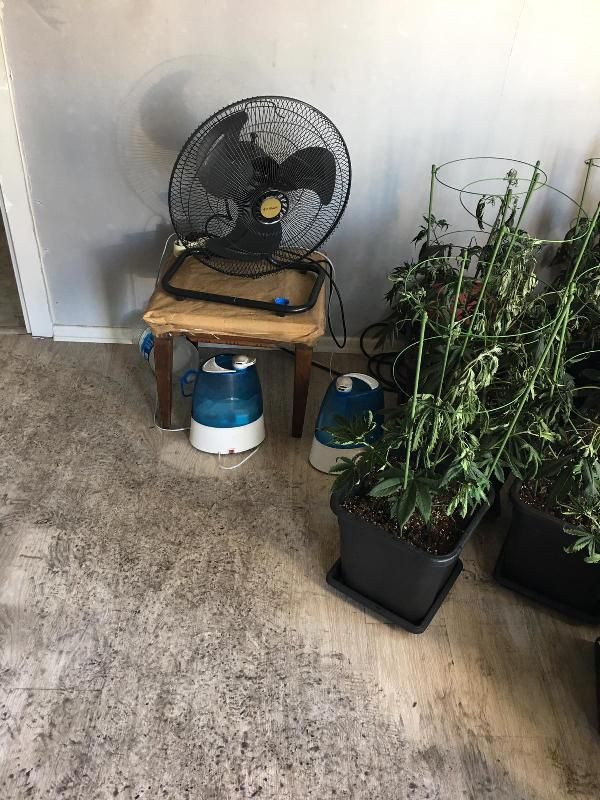 Evdeki yangın, üniversite öğrencisinin uyuşturucu üretimini ortaya çıkardı - Resim: 1