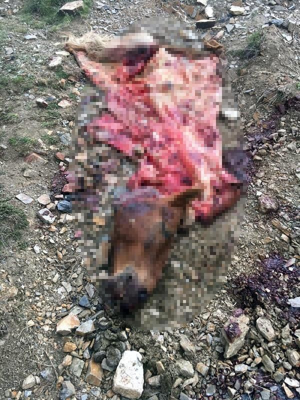 Manisa'da kamyonette 800 kilo at eti ile yakalandılar! - Resim: 4