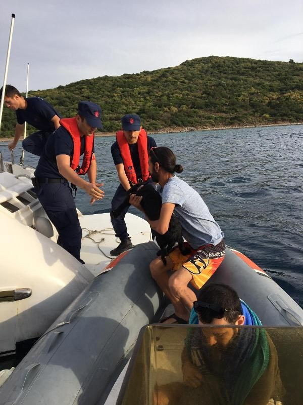 Muğla'da hayvanların saldırdığı 5 kişi kurtarıldı - Resim: 4