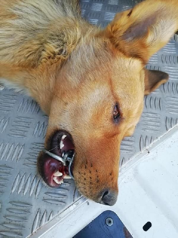 Zonguldak'ta ağzına çelik halka sıkışan köpeği AFAD ekibi kurtardı - Resim: 1
