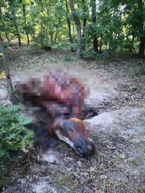 Böyle vahşet olmaz! İngiliz yarış atını çalıp parçaladılar - Resim: 4