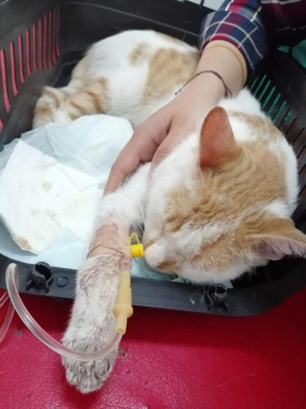 Kediye işkence! Kanıyla çeşme mermerine yazı yazmışlar - Resim: 2