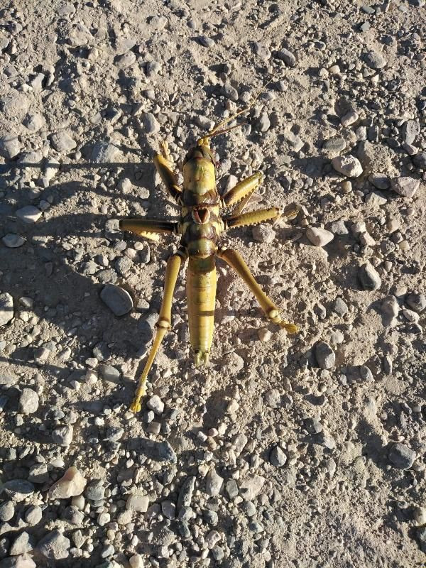 Batman'da görüldü! Et yiyen çekirgenin büyüklüğü şaşırttı - Resim: 1