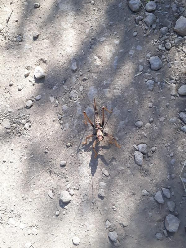 Batman'da görüldü! Et yiyen çekirgenin büyüklüğü şaşırttı - Resim: 2