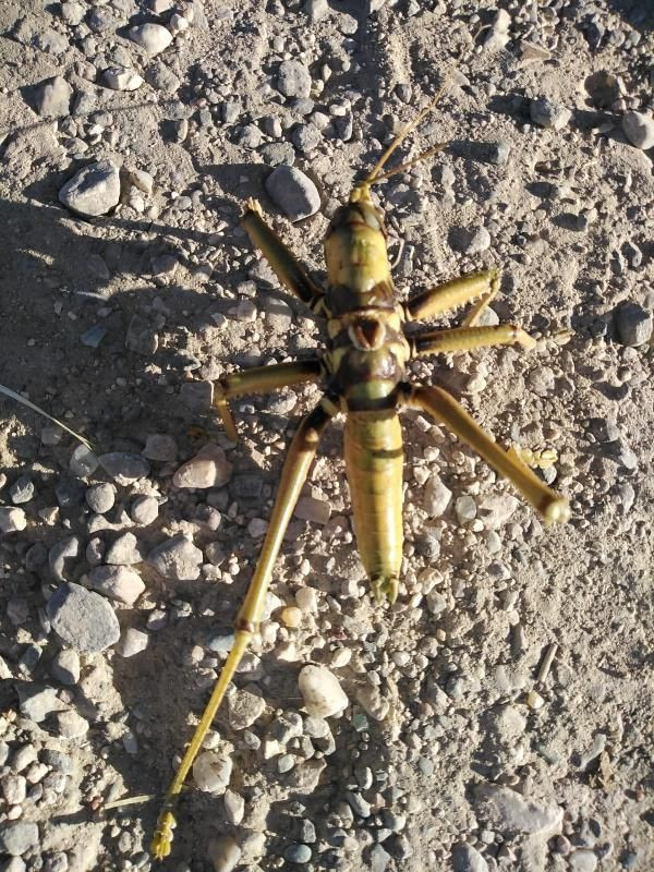 Batman'da görüldü! Et yiyen çekirgenin büyüklüğü şaşırttı - Resim: 3