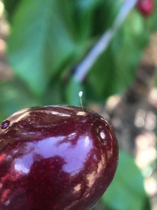 'Udumbara Çiçeği' 3 bin yılda bir açıyor! Bu yıl Çanakkale'de açtı - Resim: 4
