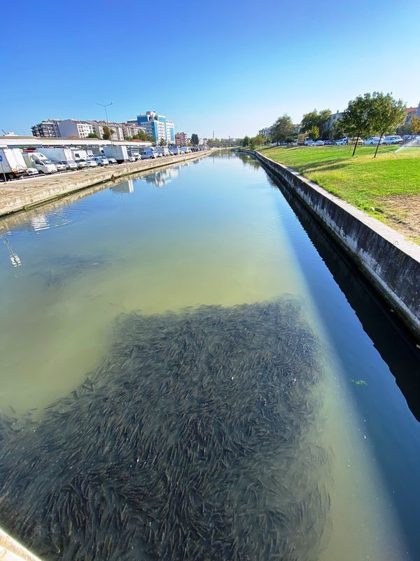 Çanakkale'de şaşkına çeviren görüntü! Binlercesi bir arada - Resim: 3
