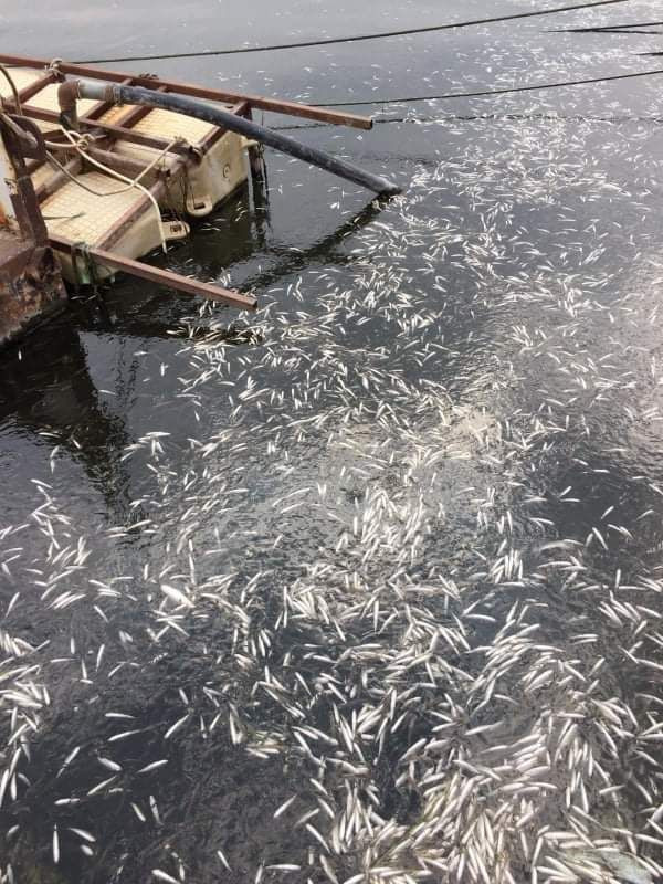 Ankara'da tedirgin eden görüntüler: Binlerce balık kıyıya vurdu - Resim: 2