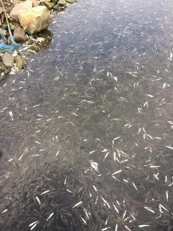 Ankara'da tedirgin eden görüntüler: Binlerce balık kıyıya vurdu - Resim: 4