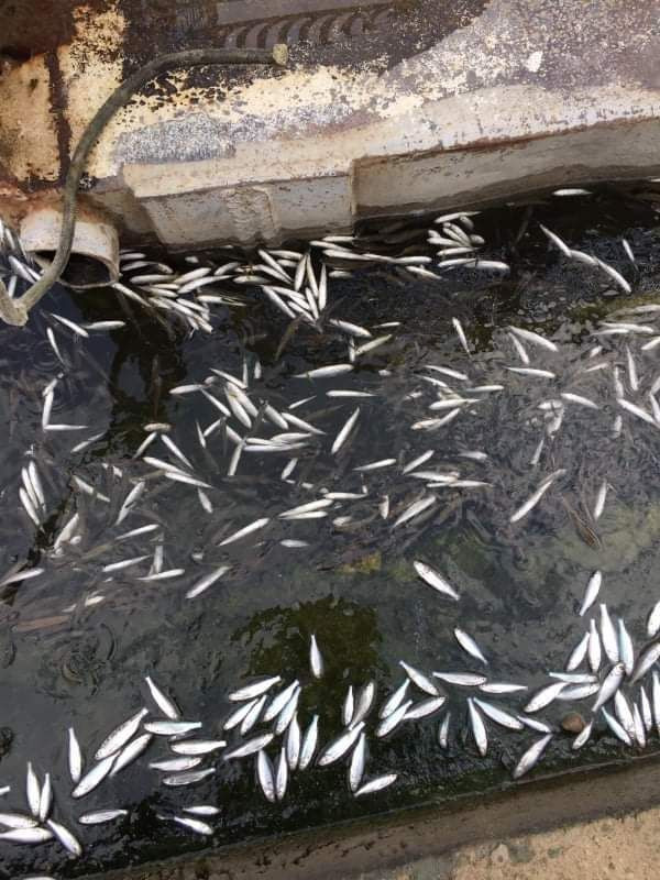 Ankara'da tedirgin eden görüntüler: Binlerce balık kıyıya vurdu - Resim: 3