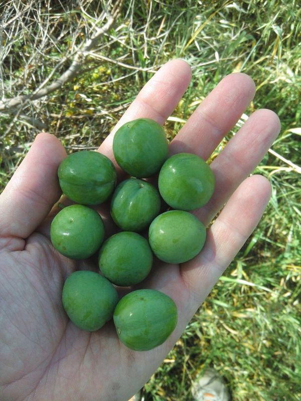 Eskişehir'de 3 tanesi 40 TL! Kilosu çeyrek altınla yarışıyor - Resim: 3