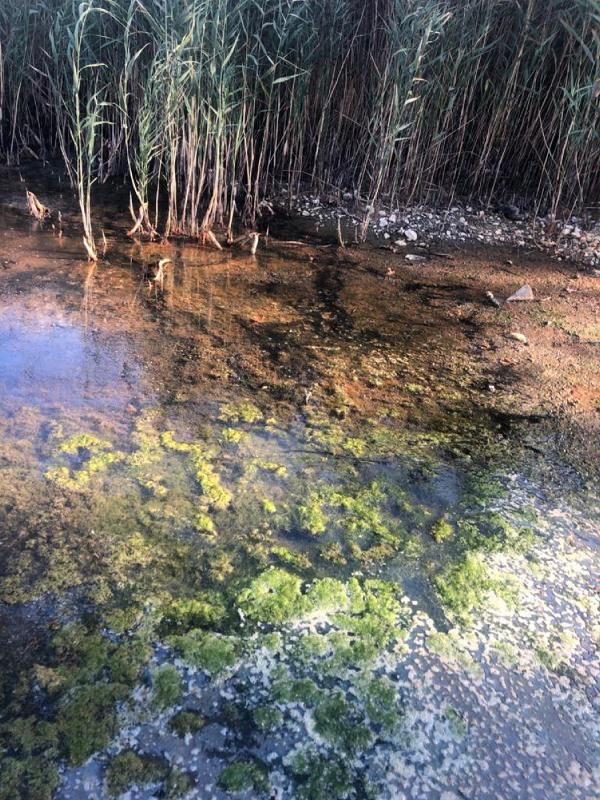 Antalya'da korkutan görüntü! Sağlık bakımından riskler taşıyor - Resim: 4