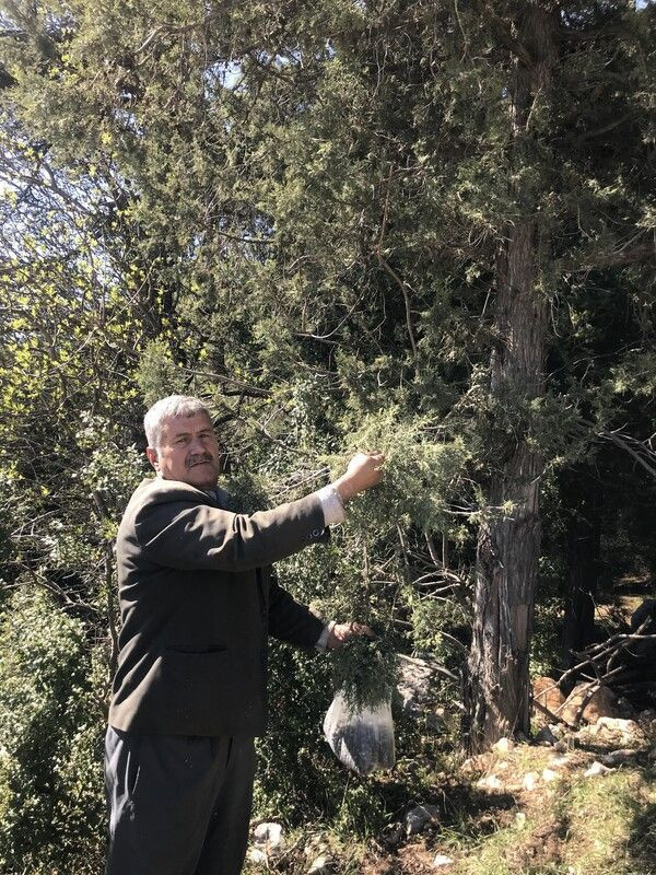 Antalya'da günde 15 kilo topluyor litresini 2 bin liraya satılıyor! 10 saatte... - Resim: 4