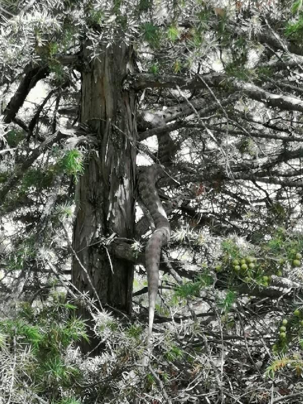 Görünce dehşete kapıldılar! En zehirli tür ama öldürmenin cezası 6 bin 600 lira - Resim: 3