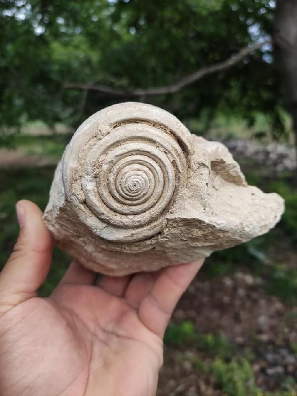 Mersin'de bulundu tam 60 milyon yaşında! Bisikletle gezerken tesadüfen buldu - Resim: 2