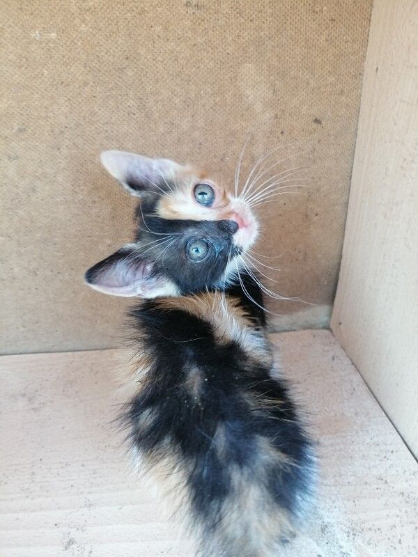 Mersin'deki bu kedi Türkiye'de ilk eşi benzeri yok: Çok büyük rakamlara satmamı istediler - Resim: 3