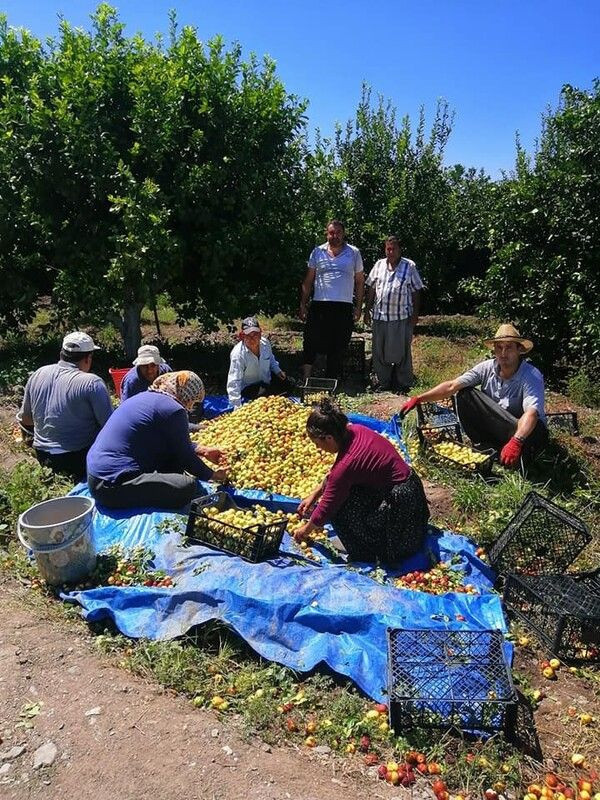 Adana'da yoldan geçen adam sayesinde hayatı değişti! Kilosu 18 TL'ye satılıyor - Resim: 1