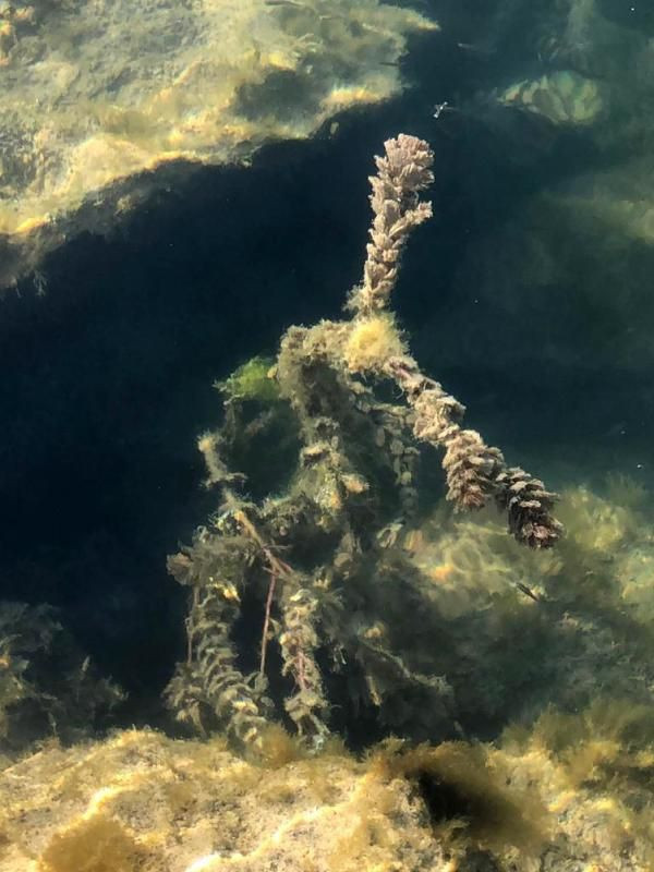 Felaket başladı! Eğirdir, Beyşehir, Büyükçekmece, Uluabat, Burdur, Bafa ve Eber gölleri çürüyor - Resim: 3