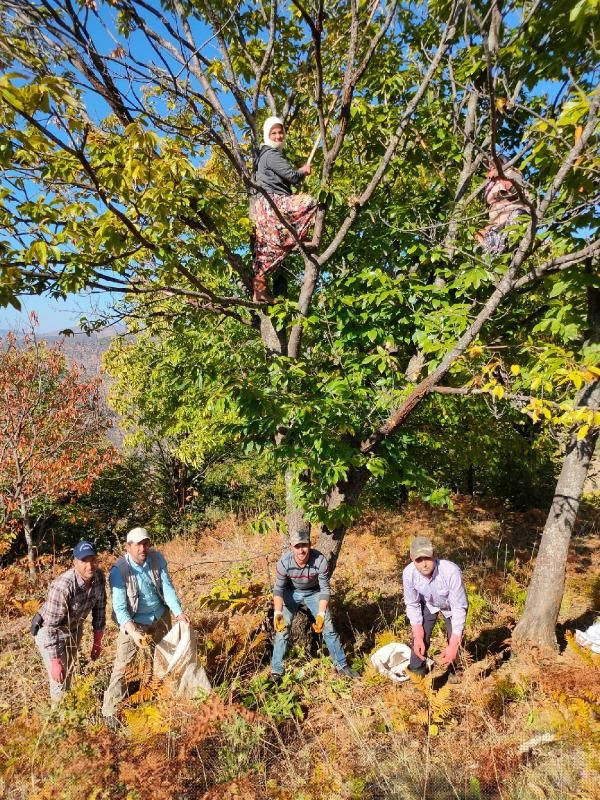 Bu kadınlar günlük 600 lira kazanıyor! Ağaç tepelerinde çalışıyorlar - Resim: 2