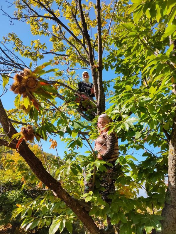 Bu kadınlar günlük 600 lira kazanıyor! Ağaç tepelerinde çalışıyorlar - Resim: 3
