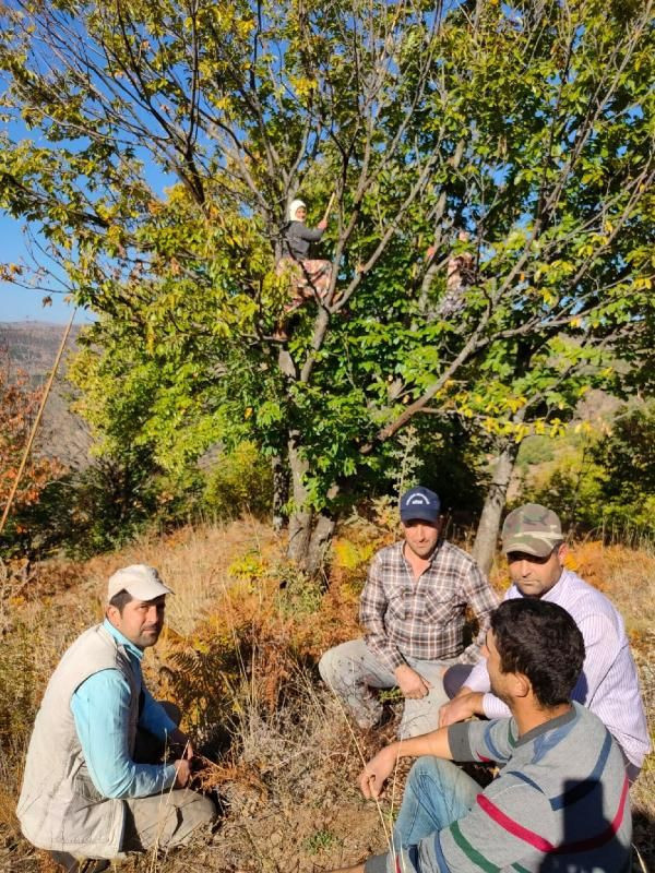 Bu kadınlar günlük 600 lira kazanıyor! Ağaç tepelerinde çalışıyorlar - Resim: 4