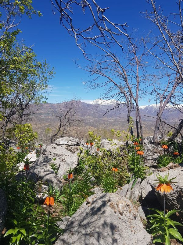 Bu çiçeği koparan çarpılıyor efsaneye ters lale göre Hz. Meryem ağlayınca bitmiş - Resim: 4