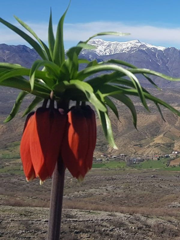 Bu çiçeği koparan çarpılıyor efsaneye ters lale göre Hz. Meryem ağlayınca bitmiş - Resim: 2