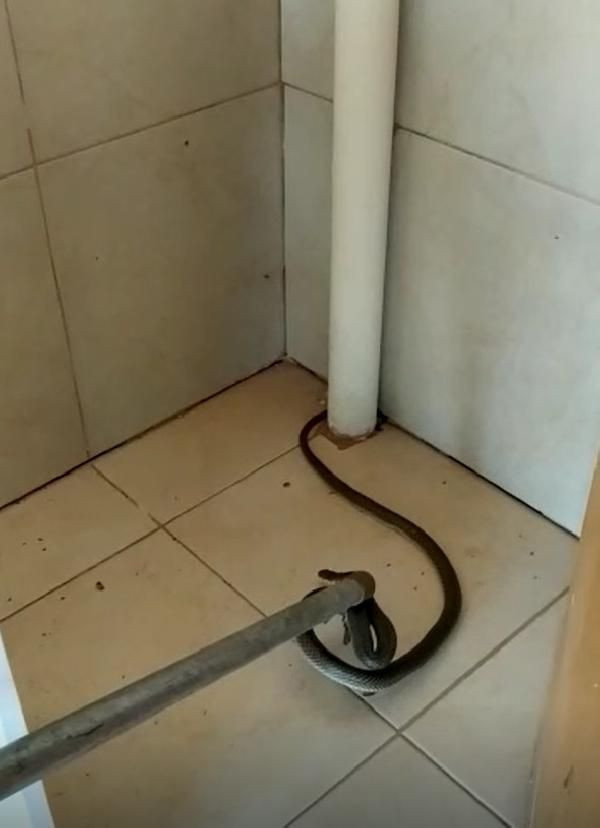 Balkondaki 2 metrelik yılan korkuttu! - Resim: 1