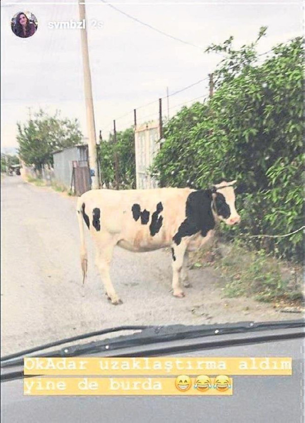 İzmir'de paylaştığı inek fotoğrafı genç kadının başını yaktı! Bakın ne ceza aldı - Resim: 1