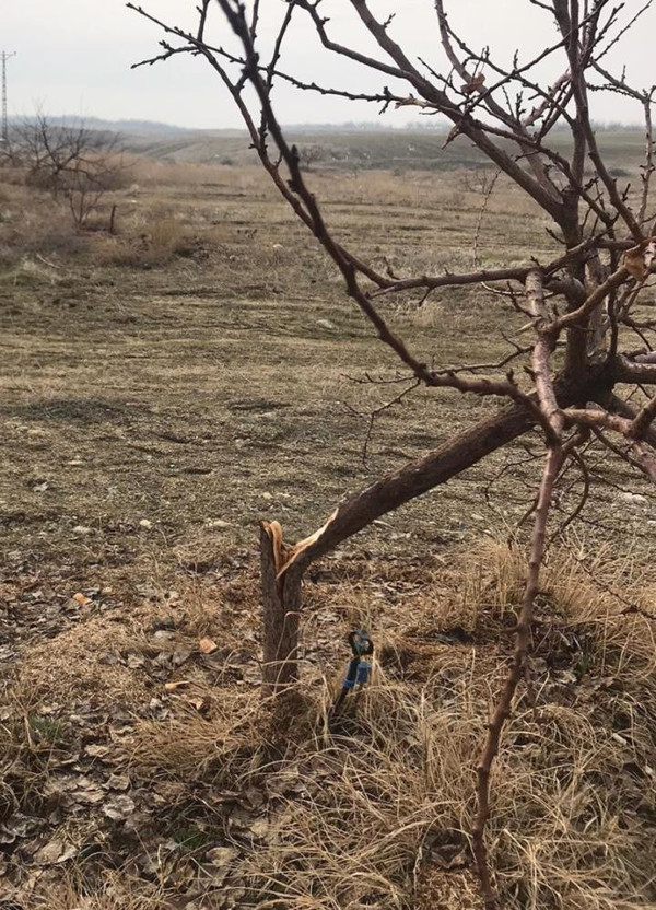 Elazığ'da 17 bin TL harcayıp yakaladı! Gece bahçeye gelip ağaçları... - Resim: 0