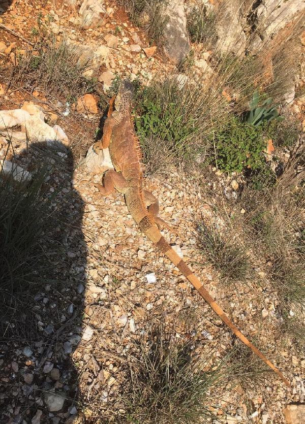 Görenler hayrete düştü! Yol kenarında 1 metre boyunda iguana bulundu - Resim: 2