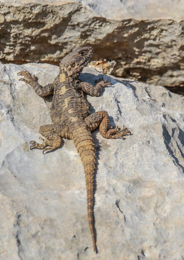 Böylesi daha önce görülmedi! Mardin ve Diyarbakır'da ortaya çıktı: Bu işte bir tuhaflık var - Resim: 3