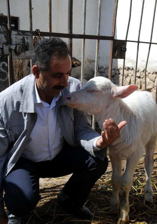Böylesi ilk defa doğdu! Görenler şok oluyor - Resim: 2