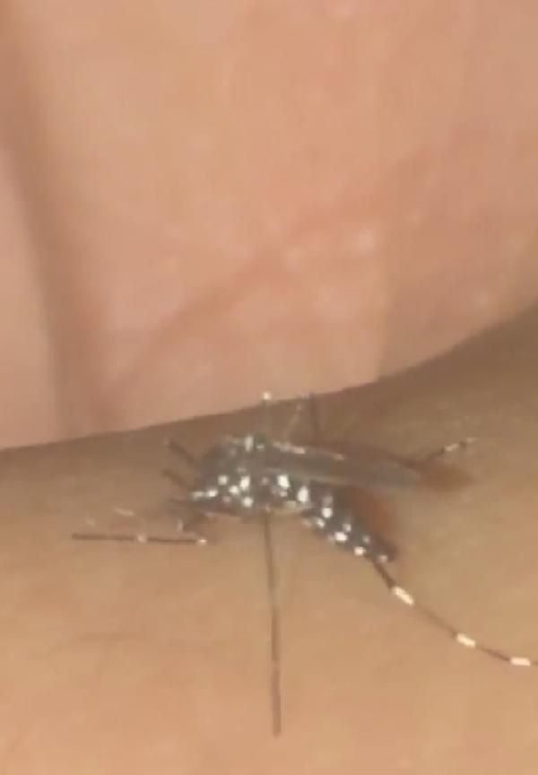 "Vampir sivrisinek" Asya Kaplan sivirisineğine biyolojik yöntemlerle çözüm aranacak - Resim: 2