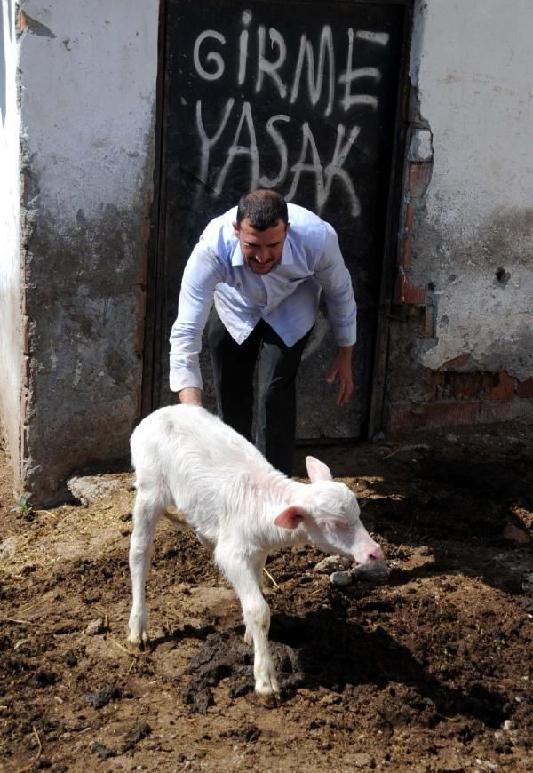 Böylesi ilk defa doğdu! Görenler şok oluyor - Resim: 3